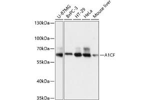 Western blot analysis of extracts of various cell lines, using CF antibody (3087) at 1:3000 dilution.