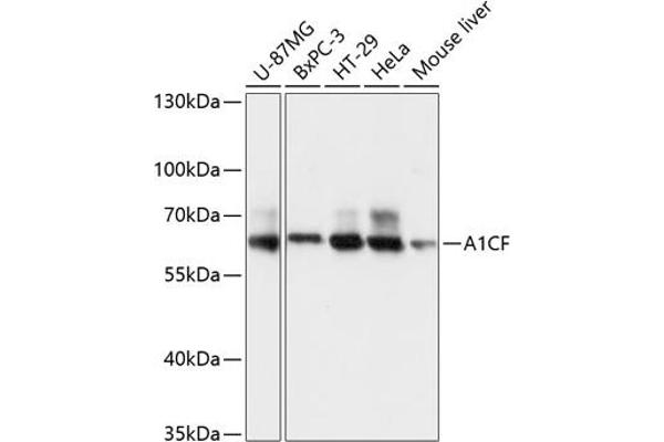 A1CF Antikörper  (AA 50-120)