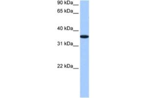 Western Blotting (WB) image for anti-alpha-2-HS-Glycoprotein (AHSG) antibody (ABIN2460818) (Fetuin A anticorps)