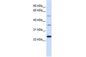 Image no. 1 for anti-Zinc Finger Protein 488 (ZNF488) (AA 108-157) antibody (ABIN6742661) (ZNF488 anticorps  (AA 108-157))