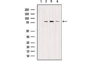 Western blot analysis of extracts from various samples, using EXOC5 Antibody. (EXOC5 anticorps  (Internal Region))