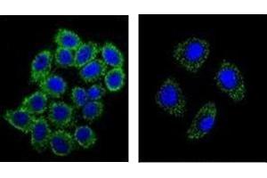 Confocal immunofluorescent analysis of  Endothelin-1 Antibody with A549 cell and followed by Alexa Fluor 488-conjugated goat anti-rabbit lgG (green).