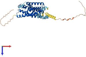 Lysophosphatidic Acid Receptor 4 (LPAR4) (AA 1-370) protein (His tag)