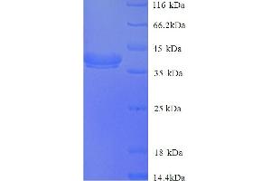 PLY1 (AA 22-374) protein (His tag)