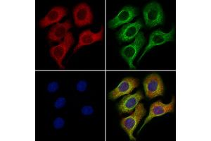ABIN6258866 and ABIN6275387 staining Hela cells by IF/ICC.