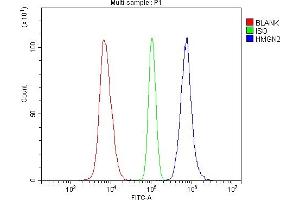 anti-High Mobility Group Nucleosomal Binding Domain 2 (HMGN2) antibody