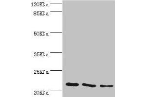 Western blot All lanes: TAGLN2 antibody at 4. (TAGLN2 anticorps  (AA 1-199))