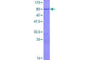 Image no. 1 for ERBB Receptor Feedback Inhibitor 1 (ERRFI1) (AA 1-462) protein (GST tag) (ABIN1353098)