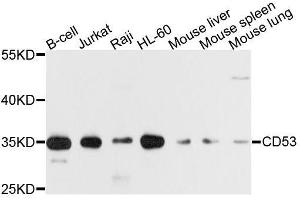 Western blot analysis of extracts of various cell lines, using CD53 antibody. (CD53 anticorps  (AA 100-180))