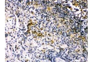 IHC testing of FFPE mouse spleen with IRF5 antibody. (IRF5 anticorps)
