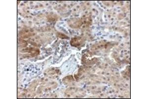 Immunohistochemistry of PTER in mouse kidney tissue with this product at 2. (PTER anticorps  (C-Term))
