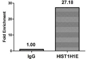 Chromatin Immunoprecipitation Hela (4*10 6 ) were treated with Micrococcal Nuclease, sonicated, and immunoprecipitated with 5 μg anti-HIST1H1E (ABIN7139274) or a control normal rabbit IgG.