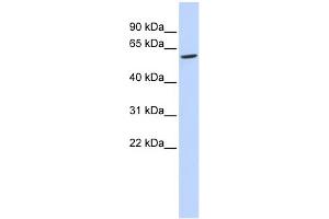 WB Suggested Anti-FAM134C Antibody Titration: 0.