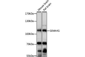 Western blot analysis of extracts of various cell lines, using SEMG antibody (ABIN7270200) at 1:1000 dilution. (SEMA4G anticorps  (AA 470-560))
