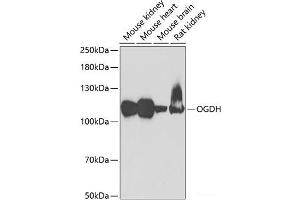 Western blot analysis of extracts of various cell lines using OGDH Polyclonal Antibody at dilution of 1:1000. (alpha KGDHC anticorps)