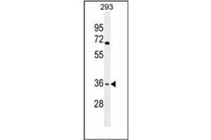 Western blot analysis of OR4F15 Antibody (N-term) in 293 cell line lysates (35ug/lane).