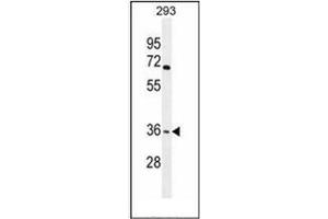 Western blot analysis of OR4F15 Antibody (N-term) in 293 cell line lysates (35ug/lane). (OR4F15 anticorps  (N-Term))