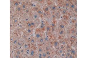 Used in DAB staining on fromalin fixed paraffin- embedded liver tissue (SCP2 anticorps  (AA 433-547))