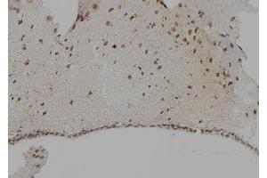 ABIN6268715 at 1/100 staining Mouse brain tissue by IHC-P. (Cathepsin G anticorps  (Internal Region))