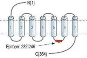 anti-Melatonin Receptor 1B (MTNR1B) (3rd Intracellular Loop), (AA 232-246) antibody