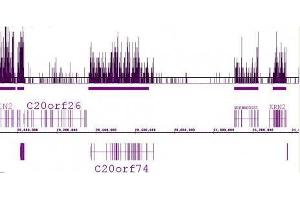 Histone H3 trimethyl Lys36 antibody (pAb) tested by ChIP-Seq. (Histone 3 anticorps  (H3K36me3))