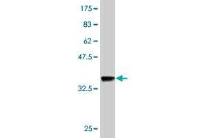 Western Blot detection against Immunogen (36.