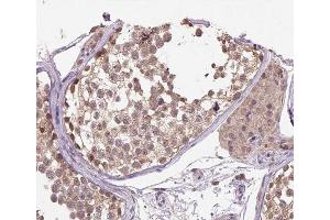 ABIN6266520 at 1/200 staining human testis tissue sections by IHC-P. (Cullin 1 anticorps)