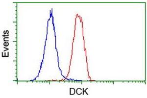 Image no. 1 for anti-Deoxycytidine Kinase (DCK) antibody (ABIN1497776) (DCK anticorps)