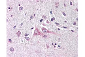 Anti-Neuritin antibody IHC of human brain, cortex. (NRN1 anticorps  (Internal Region))