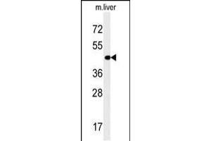 Western blot analysis in mouse liver tissue lysates (35ug/lane). (PAOX anticorps  (AA 467-496))