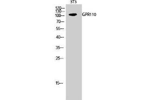 Western Blot (WB) analysis of 3T3 cells using GPR110 Polyclonal Antibody. (G Protein-Coupled Receptor 110 anticorps  (C-Term))