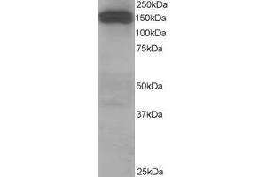 Western Blotting (WB) image for anti-Dynactin 1 (DCTN1) (C-Term) antibody (ABIN2465626) (Dynactin 1 anticorps  (C-Term))