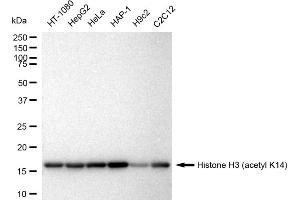 Western blotting analysis using Histone H3 (acetyl K14) antibody (ABIN7798949).