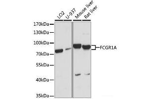Western blot analysis of extracts of various cell lines using FCGR1A Polyclonal Antibody at dilution of 1:1000. (FCGR1A anticorps)