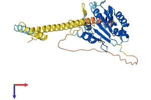AlphaFold protein structure predicition of Human Recombinant CASP12 Protein, UniprotID Q6UXS9