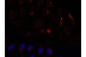 Immunofluorescence analysis of U-2 OS cells using CHP1 Polyclonal Antibody at dilution of 1:100.