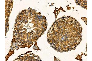 Estrogen-induced gene 121 protein Antibody at 1/100 staining mouse testis tissue by IHC-P.