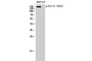 Western Blotting (WB) image for anti-Fms-Related tyrosine Kinase 3 (FLT3) (pTyr842) antibody (ABIN3182315) (FLT3 anticorps  (pTyr842))