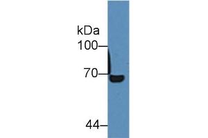 Detection of ALB in Mouse Spleen lysate using Polyclonal Antibody to Albumin (ALB)