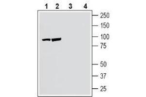 Western blot analysis of human SH-SY5Y neuroblastoma cell line lysate (lanes 1 and 3) and human Jurkat T-cell leukemia cell line lysate (lanes 2 and 4): - 1-2. (NPTXR anticorps  (C-Term, Extracellular))