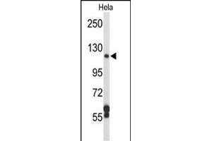 Western blot analysis of D Antibody (N-term) (ABIN652210 and ABIN2840792) in Hela cell line lysates (35 μg/lane). (DPP8 anticorps  (N-Term))