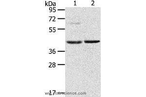 Western blot analysis of Mouse brain and liver tissue, using HIF1AN Polyclonal Antibody at dilution of 1:200 (HIF1AN anticorps)