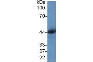 Rabbit Detection antibody from the kit in WB with Positive Control: Sample Rat lung lysate. (Cathepsin D Kit ELISA)
