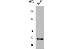 Western Blot analysis of HuvEc cells using Nrf2 Polyclonal Antibody