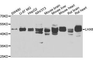 Western blot analysis of extracts of various cell lines, using LHX6 antibody (ABIN4904228) at 1:1000 dilution.