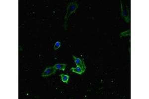 Immunofluorescent analysis of Hela cells using ABIN7168303 at dilution of 1:100 and Alexa Fluor 488-congugated AffiniPure Goat Anti-Rabbit IgG(H+L)
