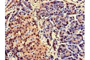 Immunohistochemistry of paraffin-embedded human pancreatic tissue using ABIN7147076 at dilution of 1:100 (CEBPA anticorps  (AA 1-124))