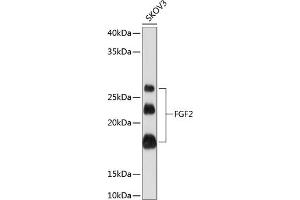 Western blot analysis of extracts of SKOV3 cells, using FGF2 Rabbit mAb (ABIN7267184) at 1:1000 dilution. (FGF2 anticorps)