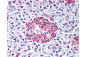 Anti-WNT10A antibody IHC of human pancreatic islet. (WNT10A anticorps  (Internal Region))