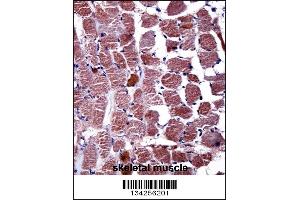 RGS9 Antibody immunohistochemistry analysis in formalin fixed and paraffin embedded human skeletal muscle followed by peroxidase conjugation of the secondary antibody and DAB staining. (RGS anticorps  (N-Term))